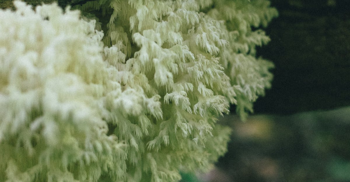 Detailed view of a white Lion's Mane mushroom (Hericium erinaceus) growing on a log in a forest setting