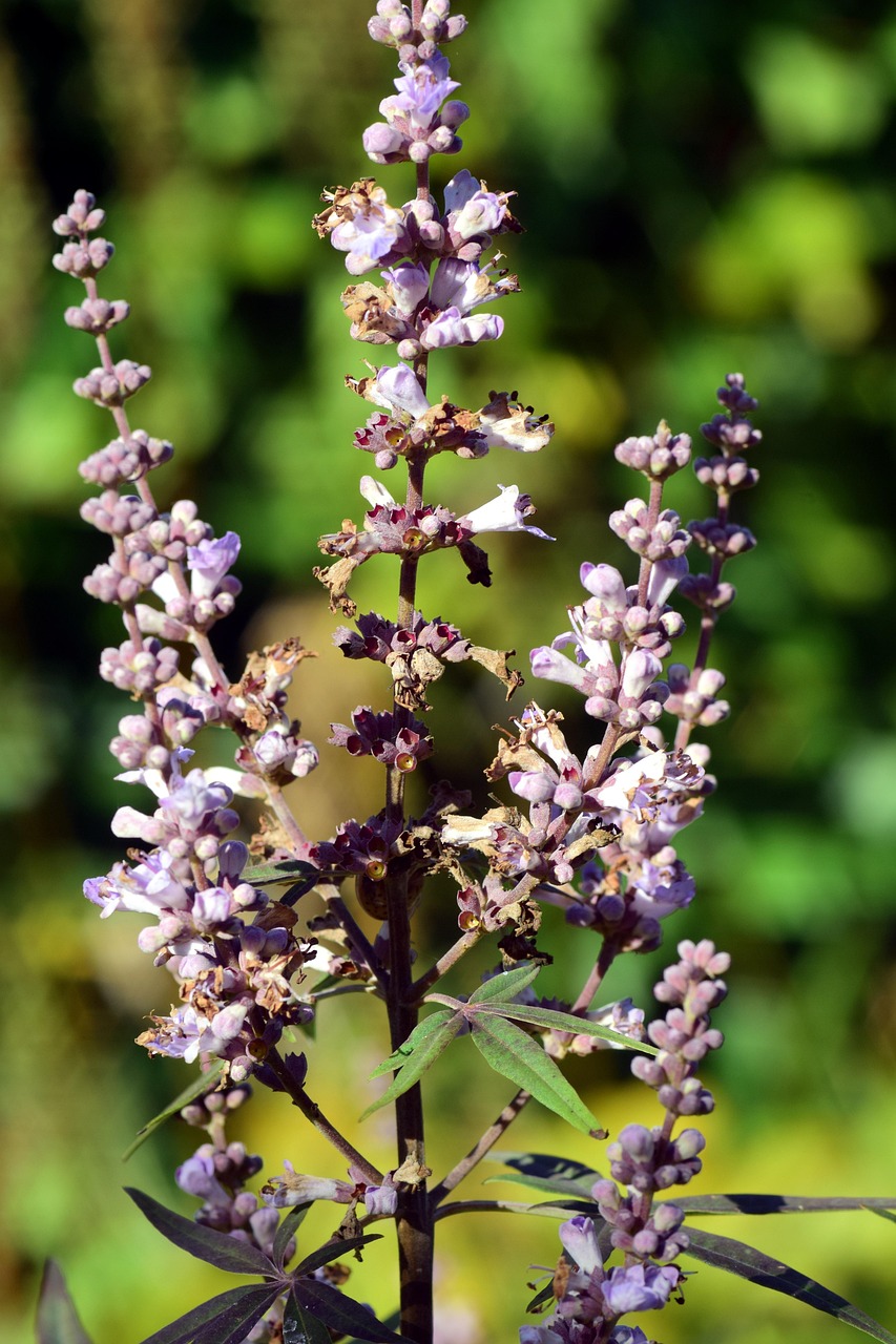 Vitex agnus-castus monk's pepper medicinal plant with purple flower spikes and green leaves