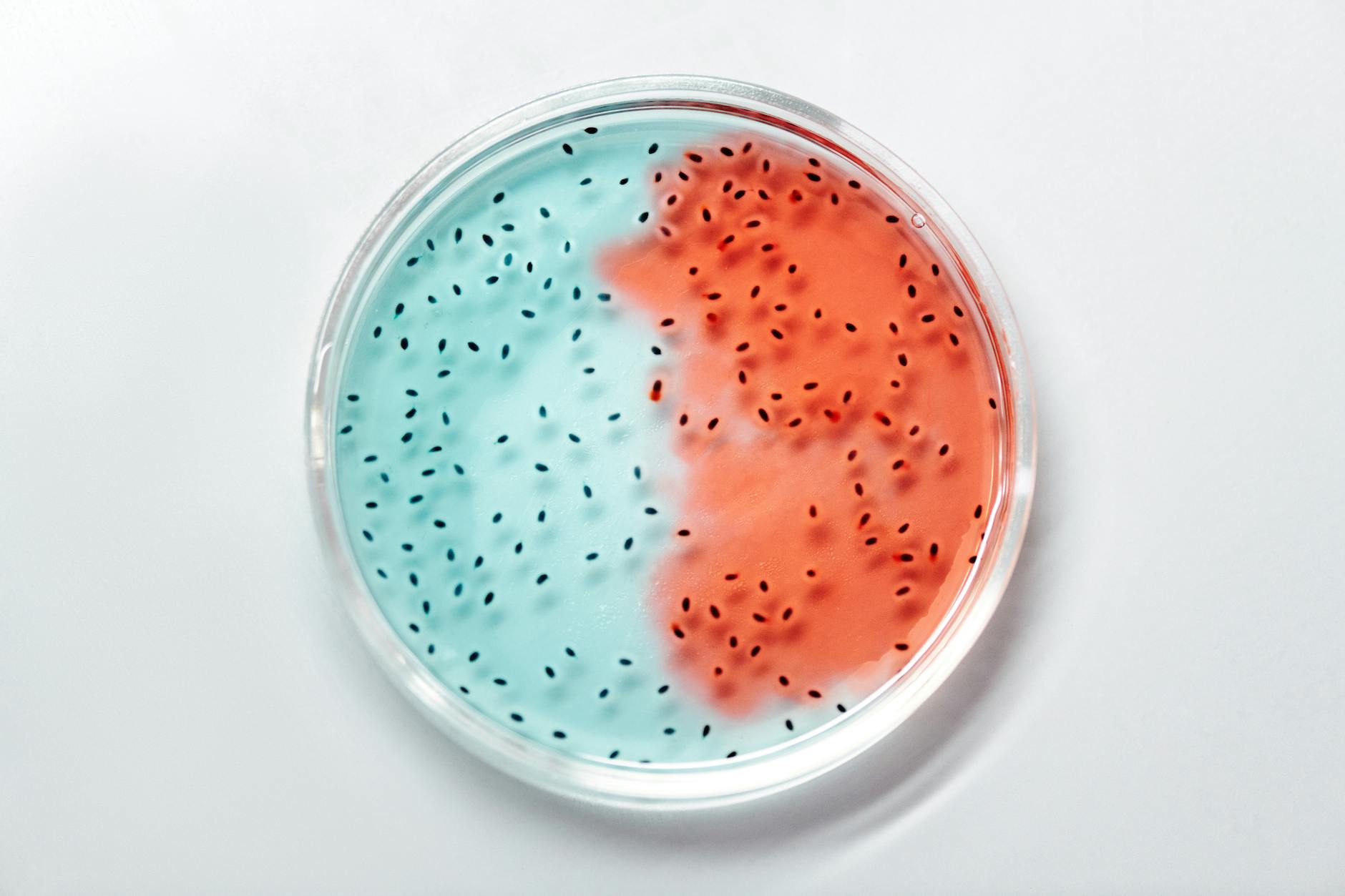 Close-up of vibrant blue and red bacteria cultures in a petri dish